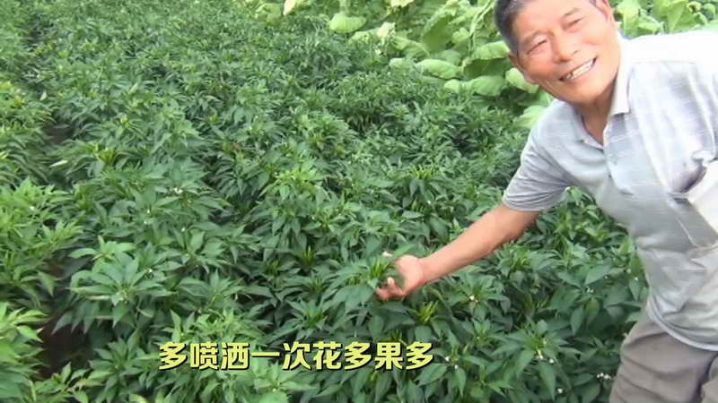 全过程  植农增产素在辣椒上的应用