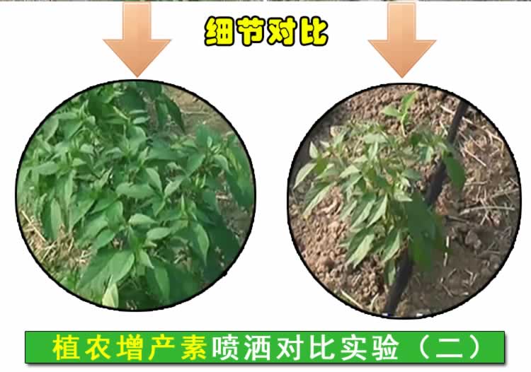 襄城县辣椒使用植农增产素效果明显