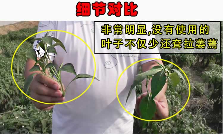 襄城县纪拐村使用植农增产素与没有使用的辣椒对比