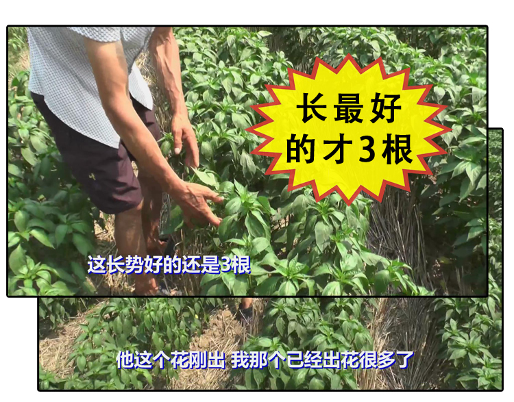 提高辣椒双棵发叉率使用植农增产素