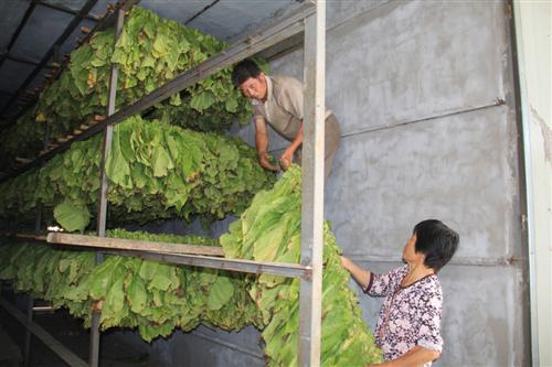 烤烟种植技术烤烟装炕标准