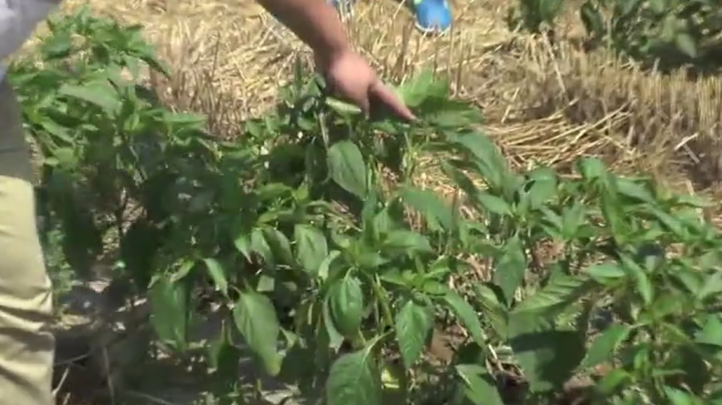 植农增产素在杞县辣椒上的使用