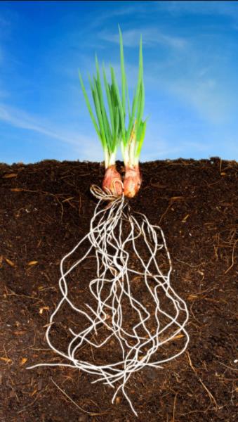 大蒜根系的特性及种植特点