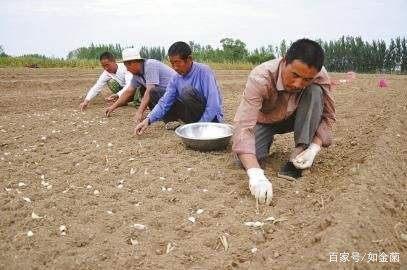 大蒜种植技术.jpg