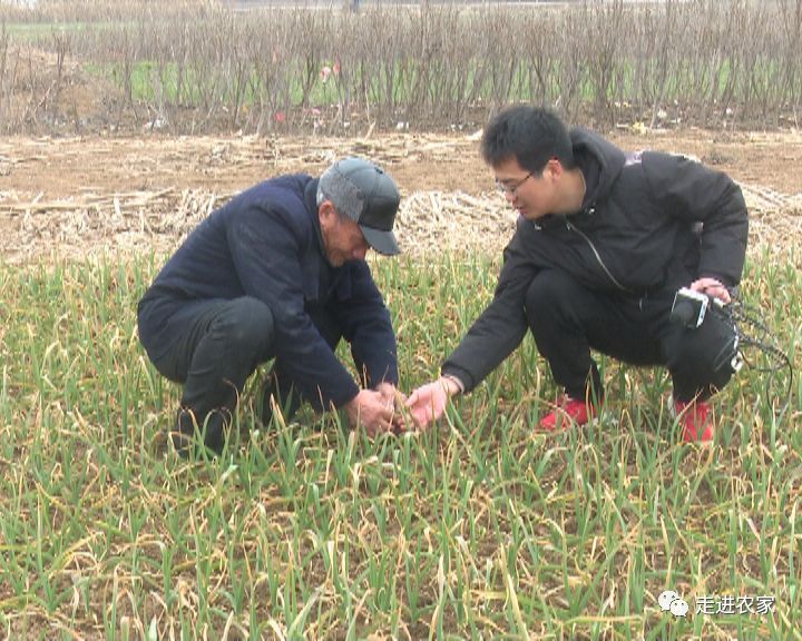 大蒜容易出现干尖的种植问题