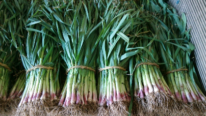 大蒜种植技术.jpg