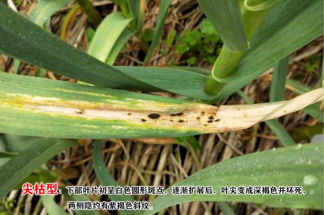 大蒜叶枯病