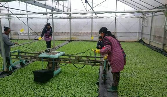 烤烟漂浮育苗剪叶对烤烟生长的影响