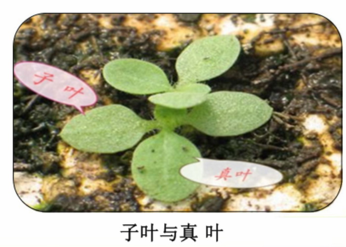 7.烤烟十字期的管理