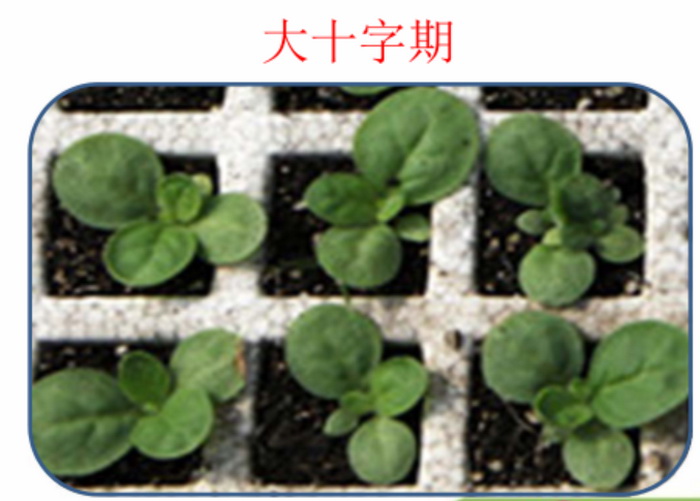 烤烟育苗4.jpg