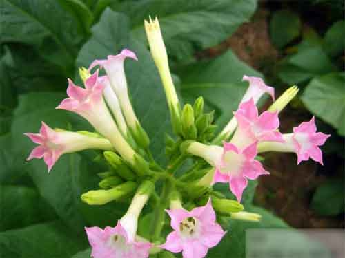 烤烟花朵的习性