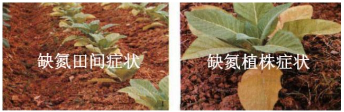 氮素在烤烟生长中的作用