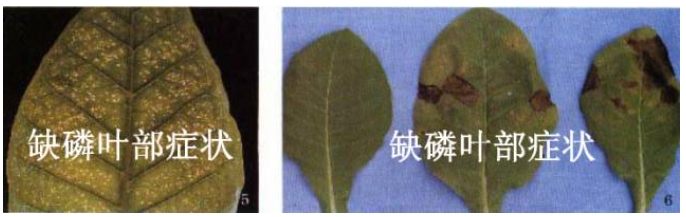 磷素在烤烟生长中的作用