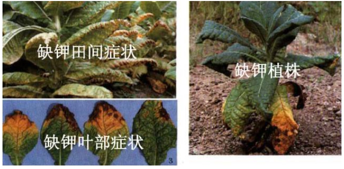 钾素在烤烟生长中的作用