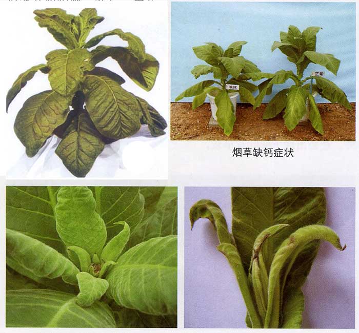 钙在烤烟生长中的作用