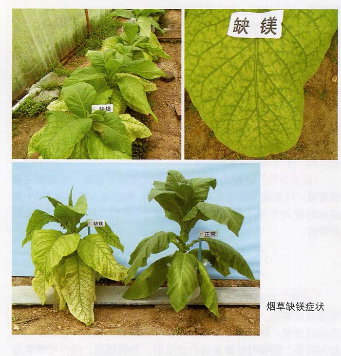 镁在烤烟生长的作用