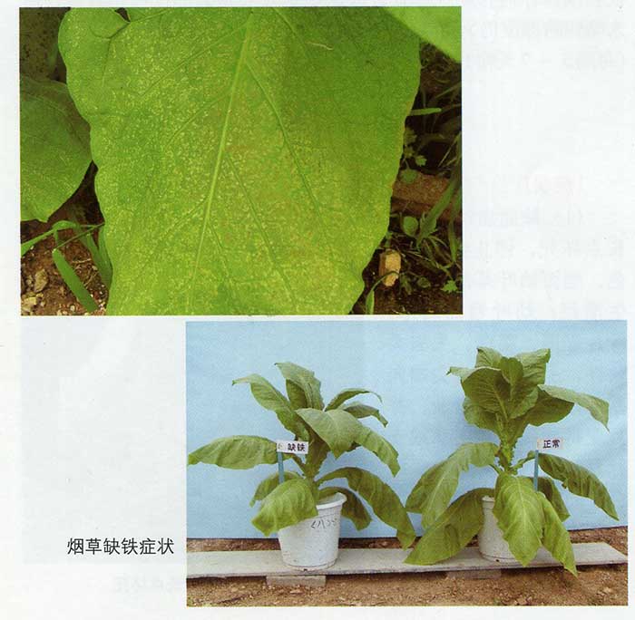 铁对烤烟生长的影响