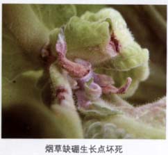 烤烟硼元素营养失调症的辨别与防治