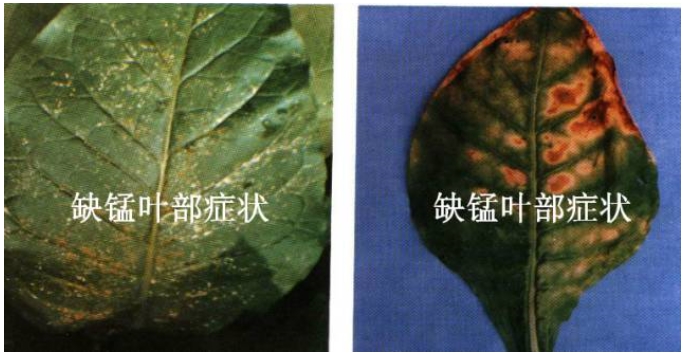烤烟锰素营养失调症的识别与防治