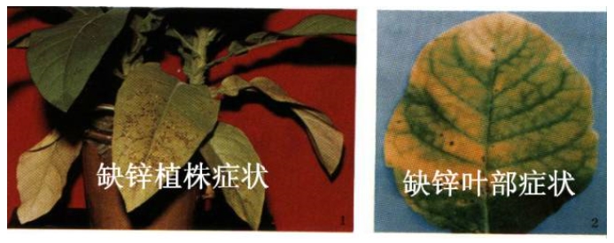 烤烟锌元素营养失调症的识别与防治