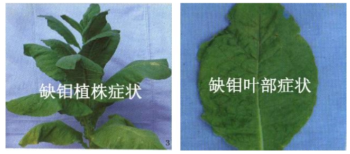 烤烟钼素营养失调症的识别与防治