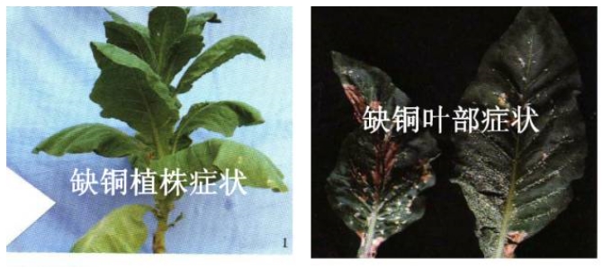 烤烟铜素营养失调症的识别与防治