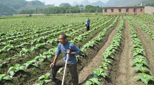 烤烟还苗期的病虫害防治