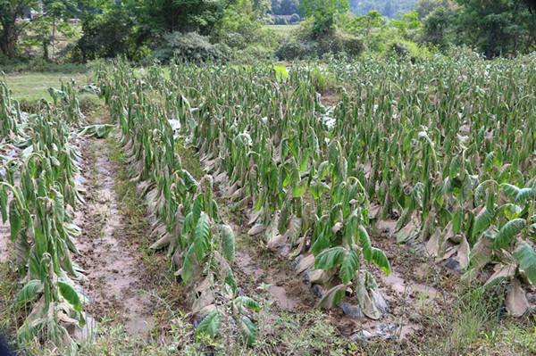 烤烟灾后留底杈处理方法