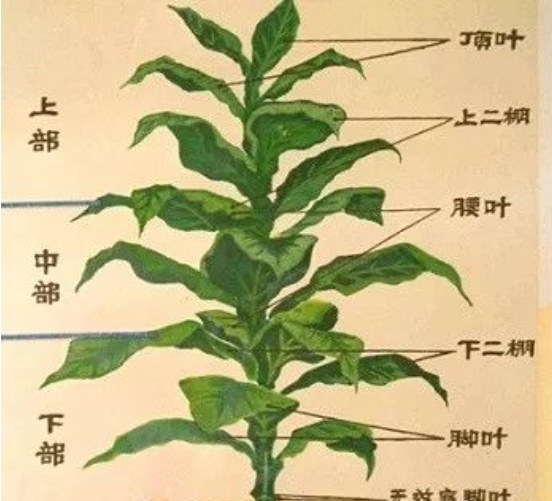 掌握好排湿技巧,破解烤青、挂灰和烤糟等难题
