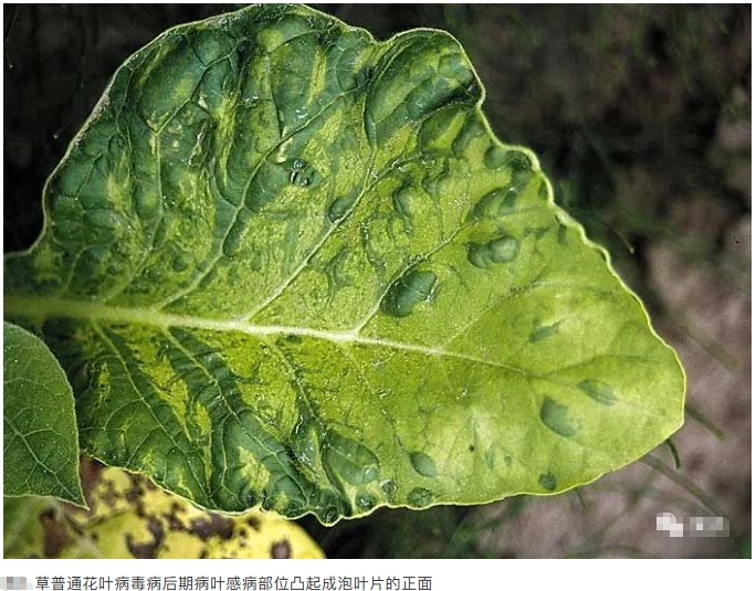 搜狗截图20年02月01日1714_5.jpg