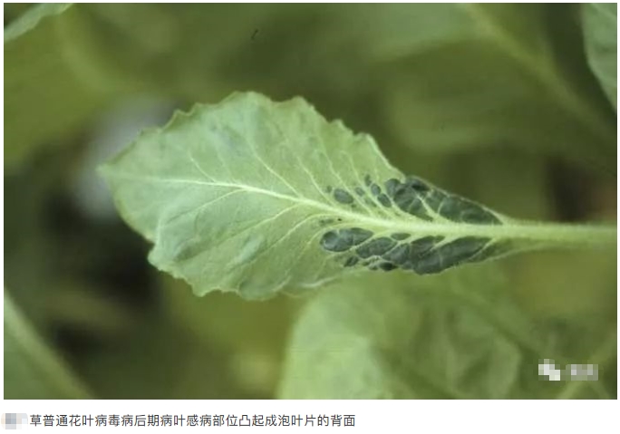 搜狗截图20年02月01日1715_6.jpg