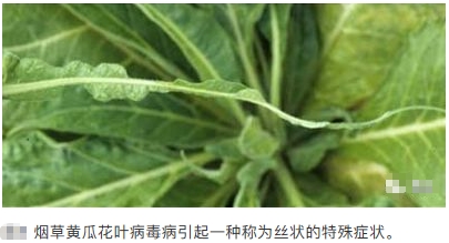 黄瓜花叶病毒病20年02月02日1113_4.jpg