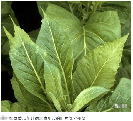 黄瓜花叶病毒病20年02月02日1114_6.jpg