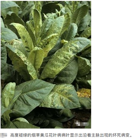 黄瓜花叶病毒病20年02月02日1115_7.jpg