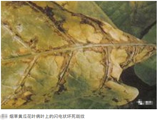 黄瓜花叶病毒病20年02月02日1118_8.jpg
