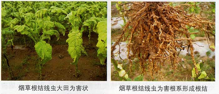 烟草根结线虫病2.jpg
