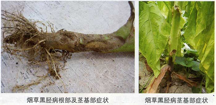 烟草黑胫病7.jpg