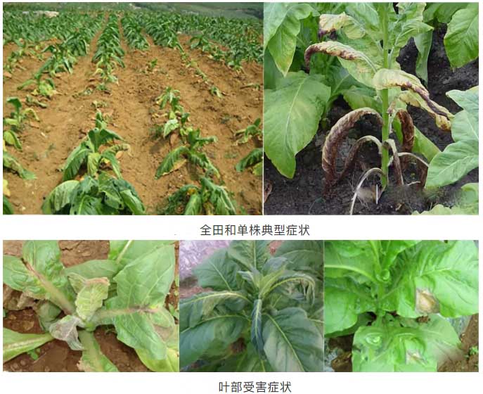 烟草黑胫病4.jpg