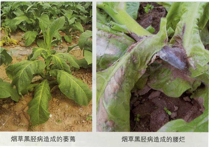 烟草黑胫病9.jpg