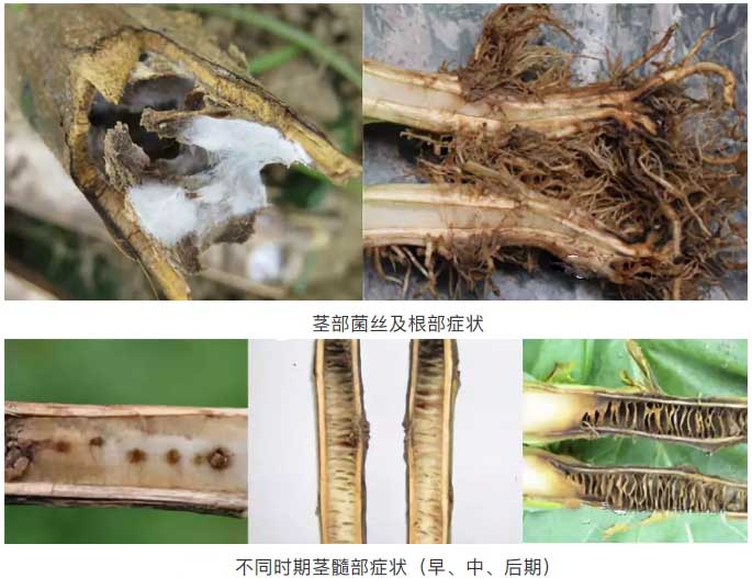 烟草黑胫病5.jpg