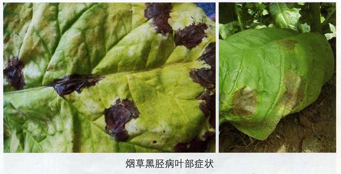 烟草黑胫病6.jpg
