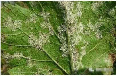 烟草白粉病的识别及防治方法