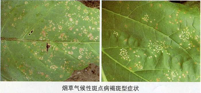 烟草气候斑点病褐斑型.jpg