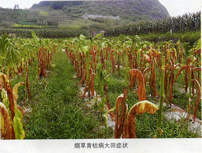 烟草黑静病大田症状.jpg