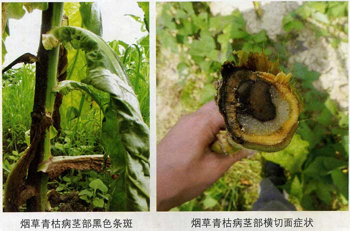 烟草青枯病颈部黑色条斑.jpg