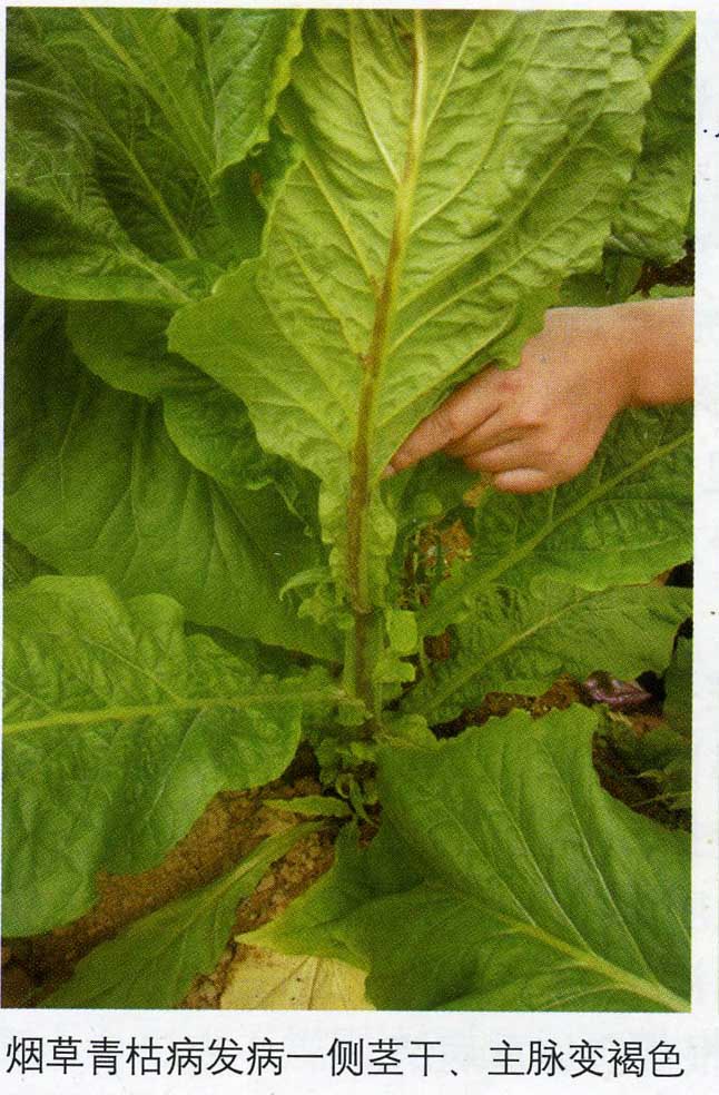 土壤缺硼,烟株维管束发育不良,顶芽萎缩,植株生长不良易感烟草青枯病.