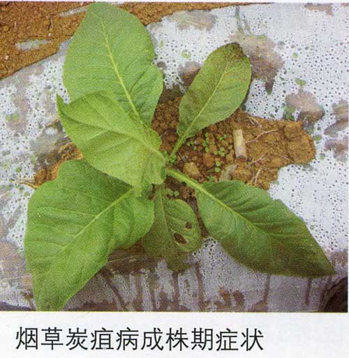 烤烟炭疽病成株.jpg