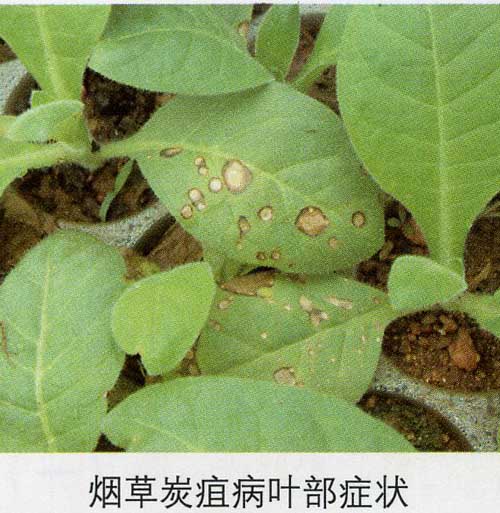 烤烟炭疽病叶部症状.jpg