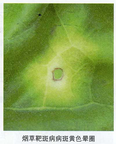 烟草靶斑病1.jpg
