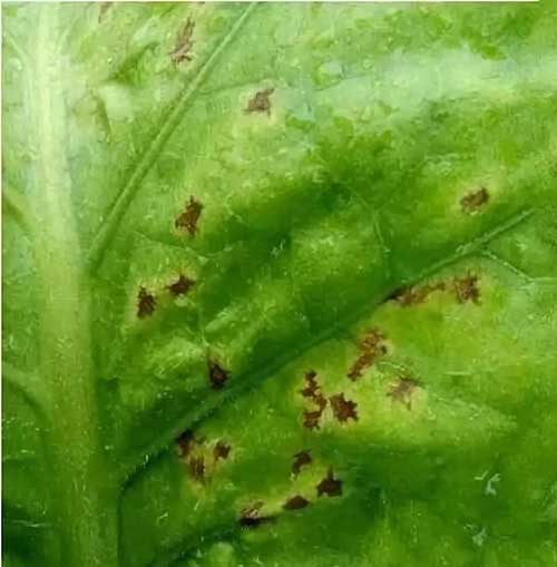 烟草角斑病1.jpg